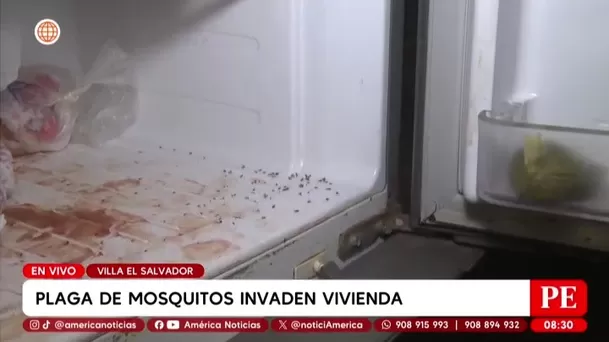 Plaga de mosquitos invade viviendas en Villa El Salvador. Foto: América Noticias Plaga de mosquitos invade viviendas en Villa El Salvador. Foto: América Noticias