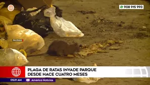 Plaga de ratas invade parque desde hace cuatro meses en el Rímac. Foto y video: América Noticias