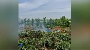 PNP decomisa 65 mil plantones de marihuana en Pisco. Video: Canal N