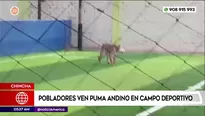 Pobladores ven un puma andino en campo deportivo en Chincha. Foto y video: América Noticias