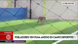Pobladores ven un puma andino en campo deportivo en Chincha. Foto y video: América Noticias