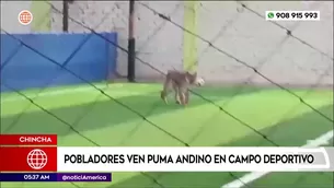 Pobladores ven un puma andino en campo deportivo en Chincha. Foto y video: América Noticias