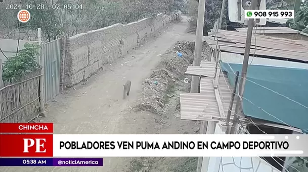 Pobladores ven un puma andino en campo deportivo en Chincha. Foto: América Noticias