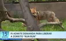 Poder Judicial admite demanda para liberar a zorrito Run Run - Noticias de zorro-run-run