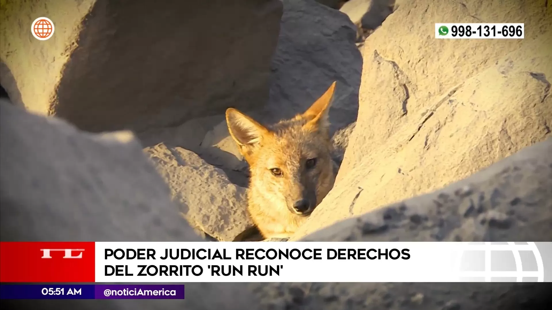 Poder Judicial reconoce derechos del zorrito run run. Foto: América Noticias