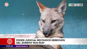 Poder Judicial reconoce derechos del zorrito run run. Foto y video: América Noticias