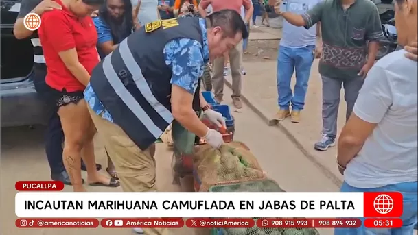 Incautan marihuana camuflada en jabas de palta en Pucallpa. Foto: América Noticias