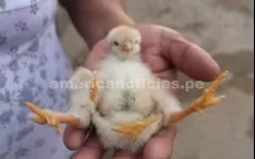 Pollo que nació con cuatro patas causa sorpresa en Piura - Noticias de cuatro-toneladas