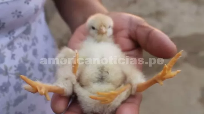 Foto: América Noticias Foto: América Noticias