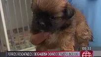 Familias acudieron a ver a los cachorros que se encuentran recuperándose / Video: América Noticias