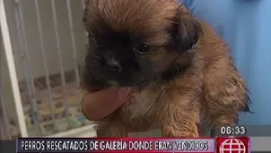 Familias acudieron a ver a los cachorros que se encuentran recuperándose / Video: América Noticias