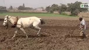 Preocupación de los agricultores de Carapongo por alto costo de fertilizantes