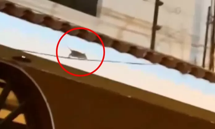 Preocupación por invasión de roedores en calles de Pueblo Libre