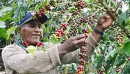 Producción de café: indican que exportaciones en 2015 cayeron en más del 20%