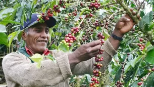 JNC explica que esta situación provoca que algunos agricultores abandonen el cultivo del café por las pérdidas acumuladas durante varios años. Foto: agroingenieroblogspot