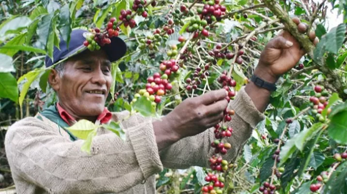 JNC explica que esta situación provoca que algunos agricultores abandonen el cultivo del café por las pérdidas acumuladas durante varios años. Foto: agroingenieroblogspot JNC explica que esta situación provoca que algunos agricultores abandonen el cultivo del café por las pérdidas acumuladas durante varios años. Foto: agroingenieroblogspot