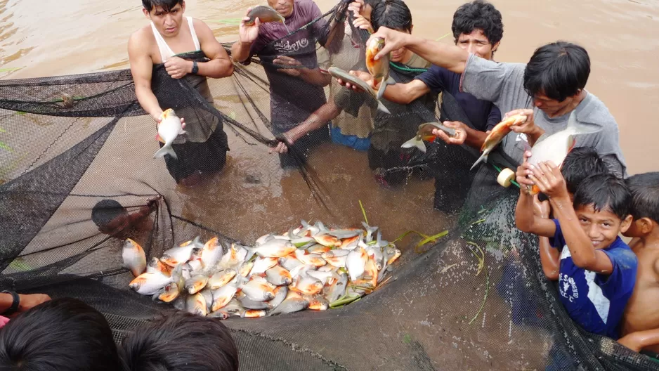 En la región San Martín se potenciará la producción de Tilapia, mientras que en Puno se hará lo mismo con la Trucha. Foto: blogspot