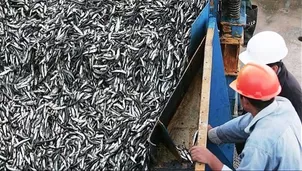 Hay posibilidad de que no se otorgue segunda temporada de pesca de anchoveta, según el Produce. Foto: archivo El Comercio