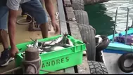 ¿Por qué se paralizó descarga de pescado en muelle de Pucusana?
