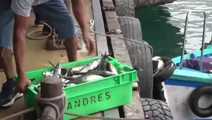 Pescadores de Pucusana reportan paralización en las descargas por el incremento de la temperatura del mar y piden a Produce evaluar el levantamiento de vedas. Video: Canal N