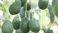 Puerto de Chancay: Palta lidera exportaciones peruanas