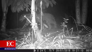 Dos otorongos escaparon por la deforestación. Foto: América Noticias