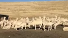 Puno: Alpacas mueren por bajas temperaturas