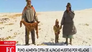 Las alpacas son el sustento de las familias