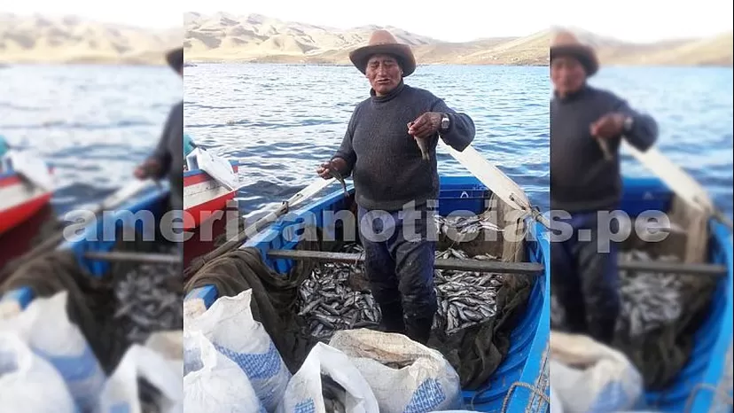 Puno: pobladores desconcertados por muerte de miles de peces en lago 