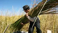 Para el proceso de descontaminación retirarán las 'totoras viejas'. Foto: turismocapachica