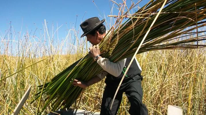 Para el proceso de descontaminación retirarán las 'totoras viejas'. Foto: turismocapachica Para el proceso de descontaminación retirarán las 'totoras viejas'. Foto: turismocapachica