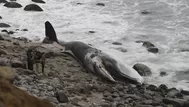 Punta Hermosa: Ballena varada en la playa Señoritas será llevada a relleno sanitario 