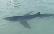 Municipalidad de La Punta pide no ingresar al mar por la presencia de un tiburón - Noticias de punta-hermosa