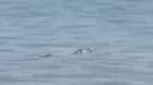 ¿Por qué apareció un cocodrilo de Tumbes en playa Los Órganos?