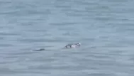 ¿Por qué apareció un cocodrilo de Tumbes en playa Los Órganos?