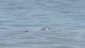 Pobladores de la playa Los Órganos capturaron a un cocodrilo de Tumbes hallado a pocos metros de la orilla del mar. Especialistas de Serfor indicaron que las lluvias desplazaron al reptil de su hábitat. Video: Canal N