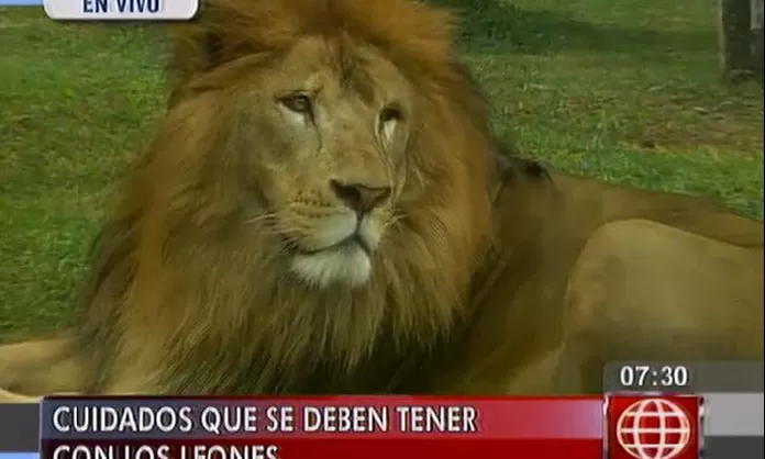 Qué cuidados deben tener los leones en cautiverio? - América Noticias