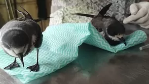 Serfor rescató 29 golondrinas de la tempestad del collar en Arequipa y recomienda cómo actuar si se encuentra una. Video: Canal N