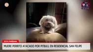 ¿Qué multa recibirá el dueño del pitbull que mató a un perrito?