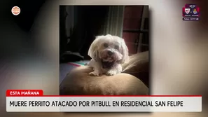 Mascota atacada por pitbull