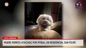 Mascota atacada por pitbull