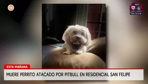 Mascota atacada por pitbull
