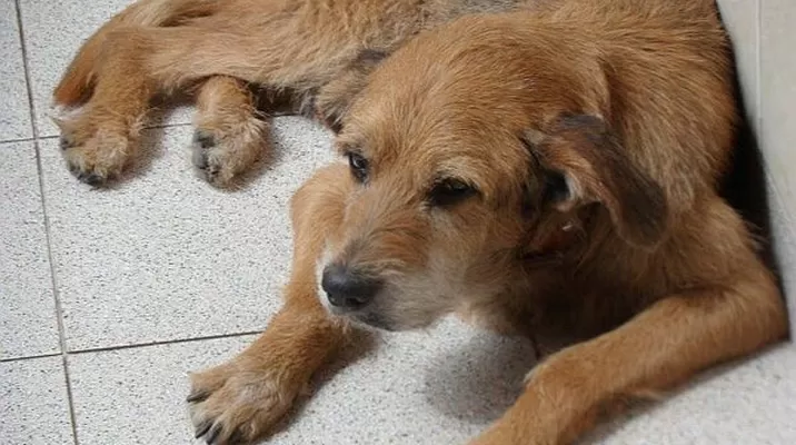 #RegrésalosaCasa: ayúdanos a encontrar a Fido, tiene catorce años y sufre de sordera #RegrésalosaCasa: ayúdanos a encontrar a Fido, tiene catorce años y sufre de sordera