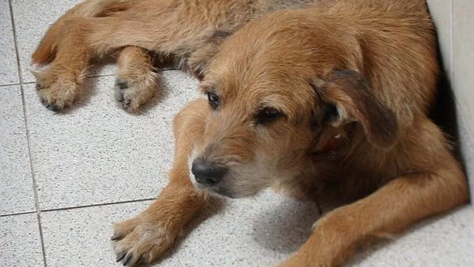 #RegrésalosaCasa: ayúdanos a encontrar a Fido, tiene catorce años y sufre de sordera 