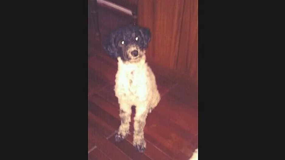 #Regrésalosacasa: ayudemos a encontrar a Blanquita, se perdió en Comas