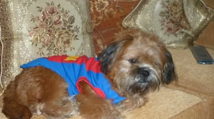 #RegrésalosaCasa: ayudemos a encontrar a ‘Junior’, un pequeño Shih Tzu de tres años #RegrésalosaCasa: ayudemos a encontrar a ‘Junior’, un pequeño Shih Tzu de tres años