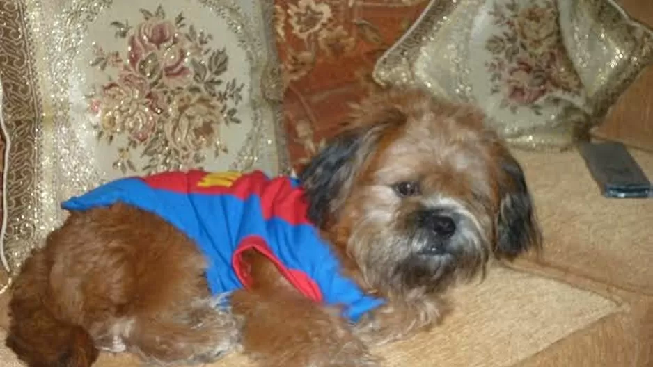 #RegrésalosaCasa: ayudemos a encontrar a ‘Junior’, un pequeño Shih Tzu de tres años 