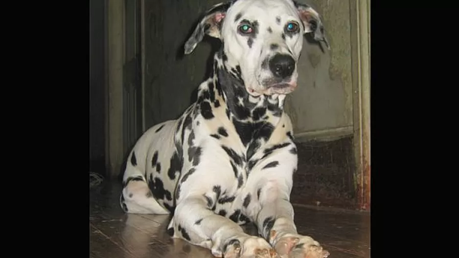 #Regrésalosacasa: ayudemos a encontrar a ‘Loky’ que desapareció Los Olivos