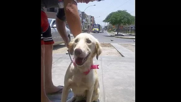 #Regrésalosacasa: ayudemos a encontrarle un hogar a Blanquita