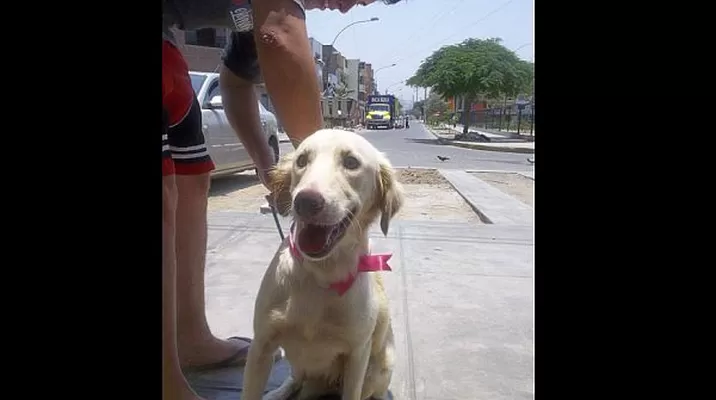 #Regrésalosacasa: ayudemos a encontrarle un hogar a Blanquita #Regrésalosacasa: ayudemos a encontrarle un hogar a Blanquita